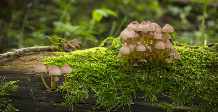 Champignons © Benoît Renevey