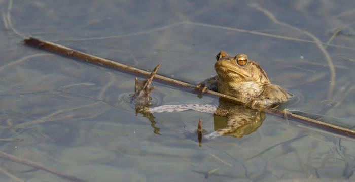 Crapaud commun (Bufo bufo)© Olivier Jean-Petit-Matile 