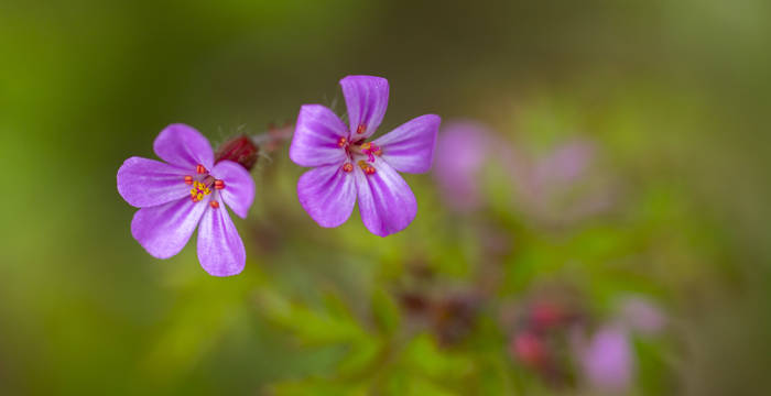 Fleur © Benoît Renevey