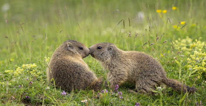 marmottes © Benoît Renevey