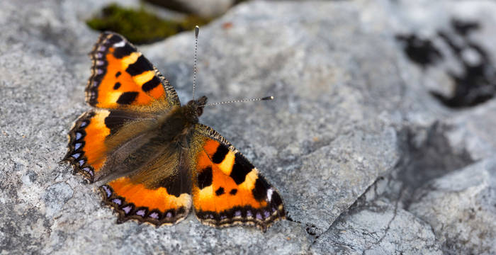 papillon © Benoît Renevey