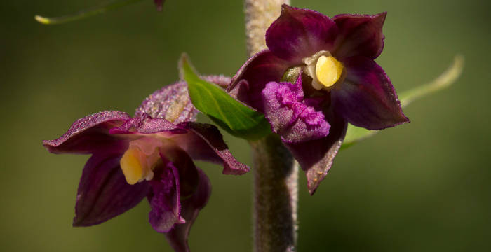 epipactis_pourpre_noiratre_benoit_renevey