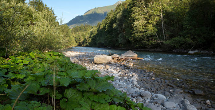 La Sarine dans la Réserve naturelle des Ouges_cr_benoit_renevey