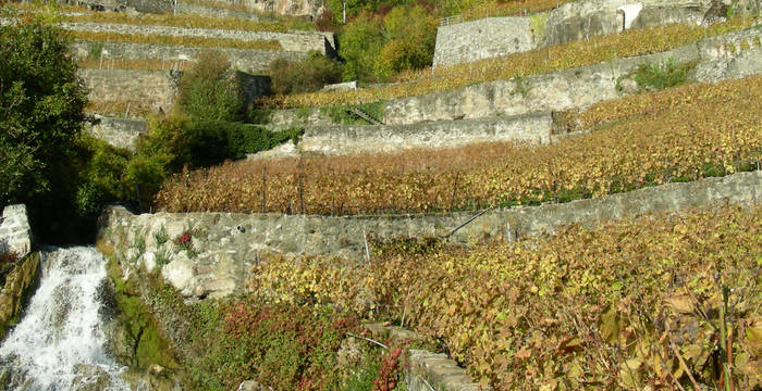 Lavaux_Pro_Natura_Vaud