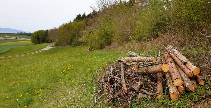 En lisière de forêt, ces grands tas de bois offrent de superbes postes d’observation pour l’hermine et Cie, voire même d’habitats pour élever les petits. Proches les uns des autres, ces tas sont rapidement atteints pour les animaux, ne les exposant pas trop longtemps à la vue des prédateurs.