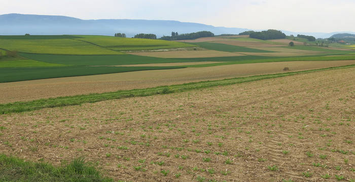 Ce paysage agricole intensément exploitée est vide de toute structure: la faune sauvage n’a plus de corridors de déplacement, ni d’abris ou de sites d’élevage des petits. Hermines et lézard ont déserté ces lieux. Le projet vise à enrichir de telles paysages monotones de nouvelles structures pour la faune sauvage.