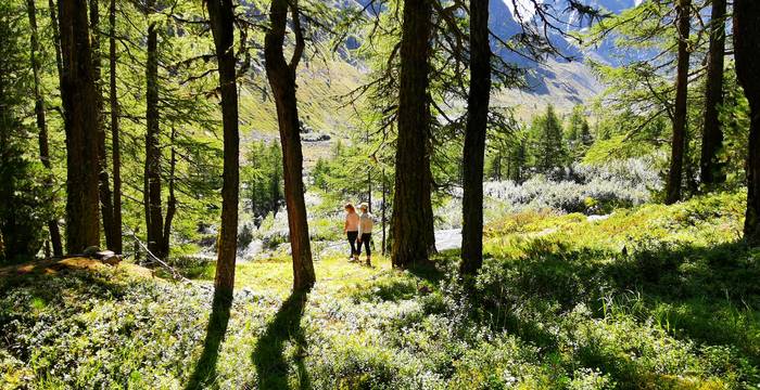 Arolla 3 2019 © Pro Natura Vaud