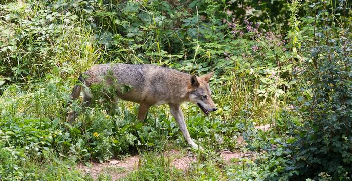 loup jura