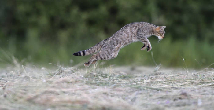 Miaou ! Jeux de félins