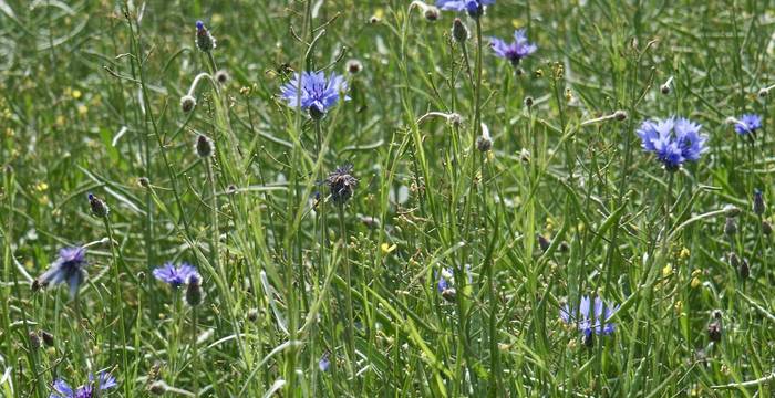 Bleuets