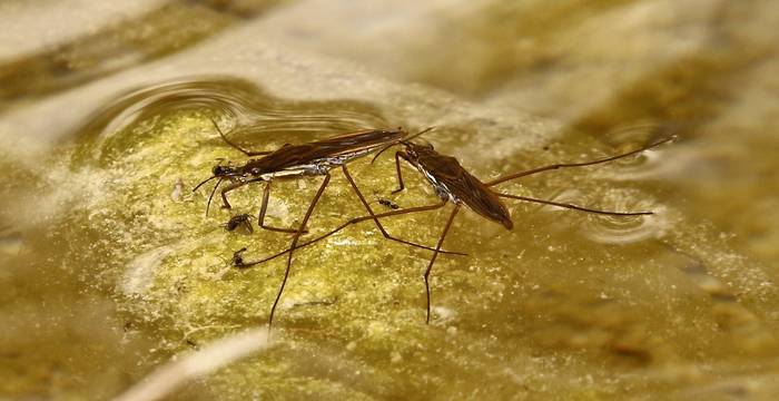 Gerris lacustre