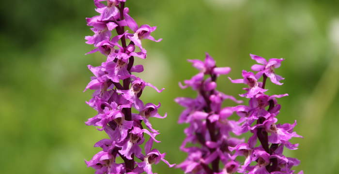 Orchis mâles