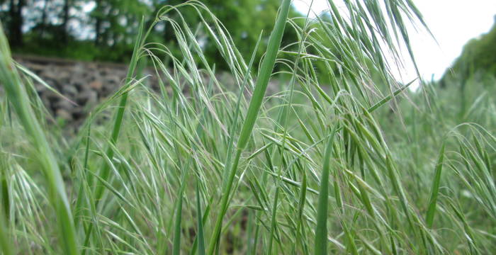 Bromus tectorum epillet