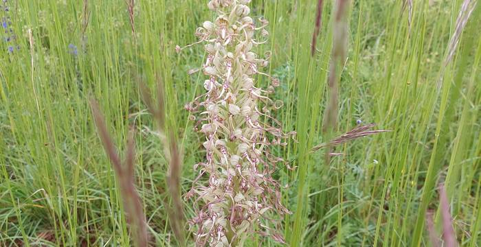 Orchis à odeur de bouc (Himantoglossum hircinum) sur talus routier