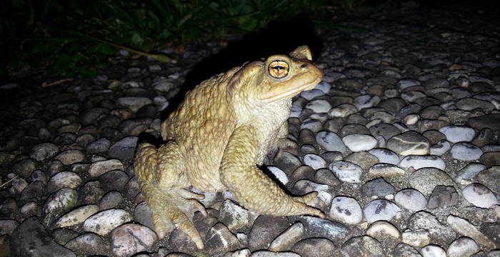 Crapaud © Megali.jpg