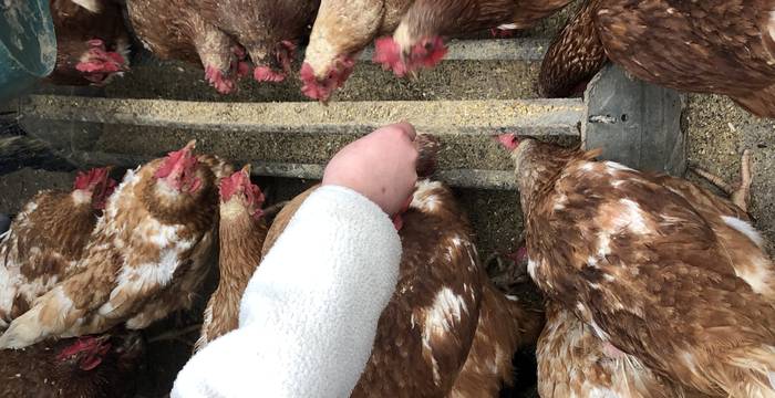 Poules Ferme de la Lizerne © Malvin Zoia