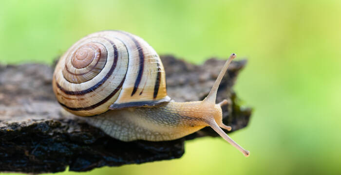 Escargot des haies