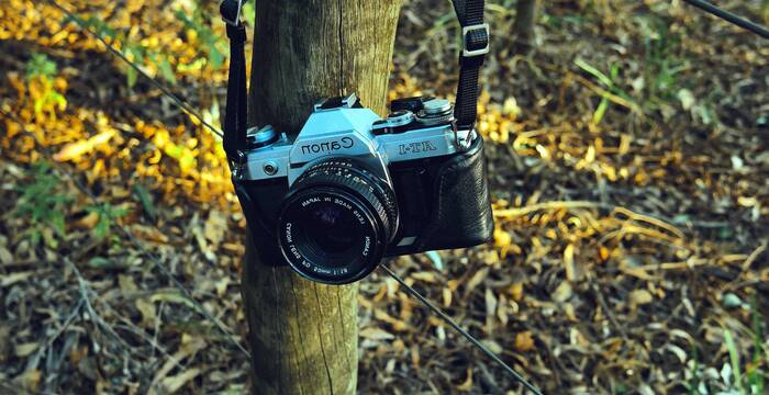 Appareil photo sur un arbre