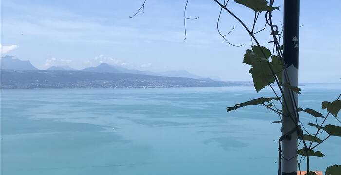 Vignes Lavaux