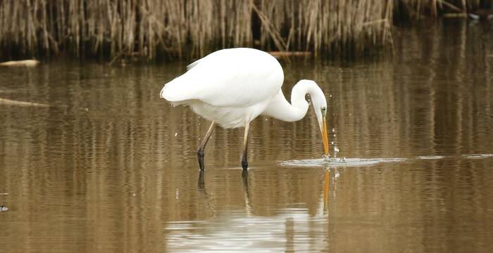 Grande aigrette