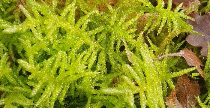 Mousse des jardiniers Pseudoscleropodium purum