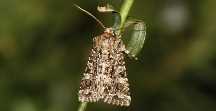 Noctuelle du chou