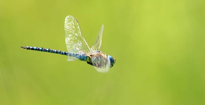 Aeschne bleue