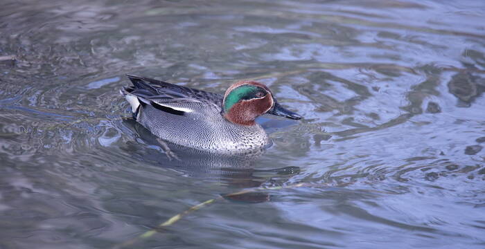 Sarcelle_d'hiver_cr_romain_dupraz