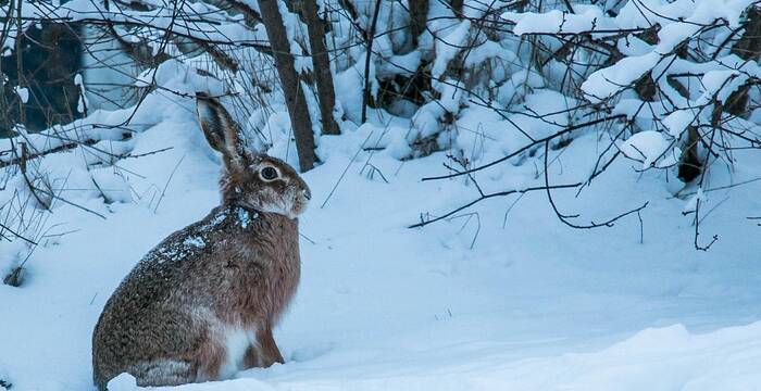 Lièvre en hiver