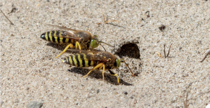 bembex_a_rostre_cr_sophie_giriens