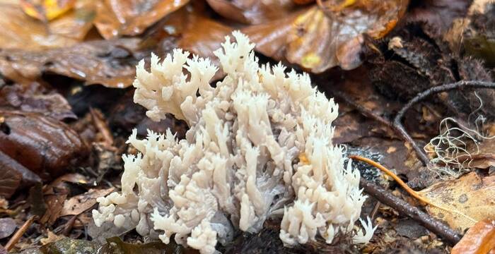  champignon_cr_aline_marscionetti