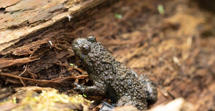 sonneur_a_ventre_jaune_cr_nicolas_bonzon