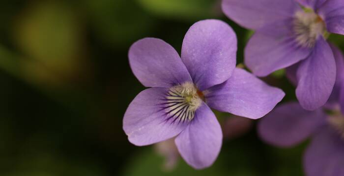 violette_des_bois_cr_silvana_manzocchi