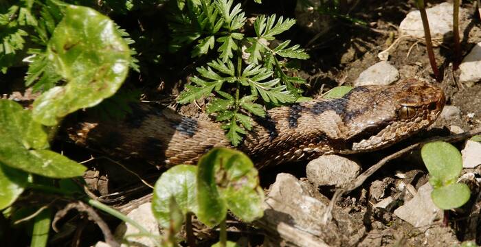 vipere_aspic_cr_giulio_genoni
