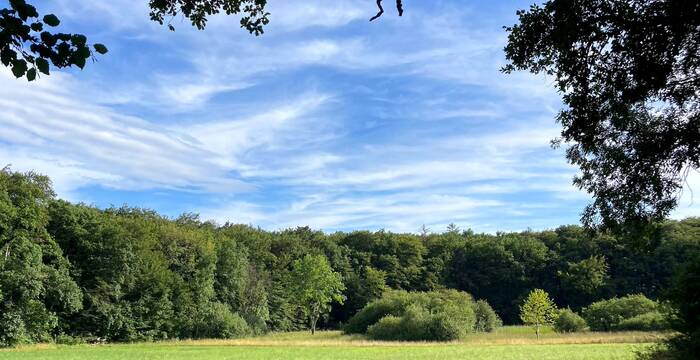 bois_de_chenes_cr_stephanie_massy