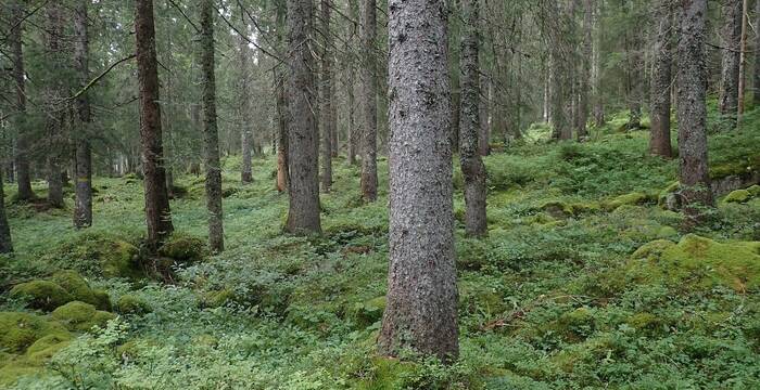 foret_sur_lapie_cr_francois_clot