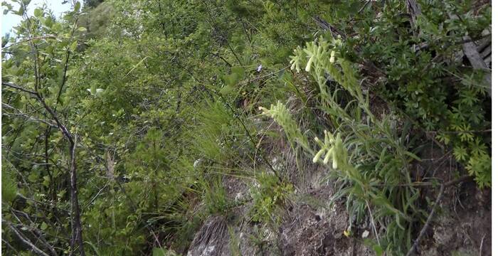 onosma_vaudoise_cr_raymond_delarze