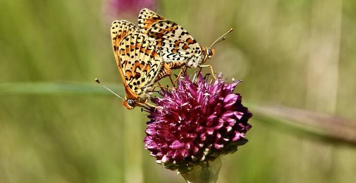 Mélitées orangées et sanguisorbe officinale - Photo Giulio Genoni ©