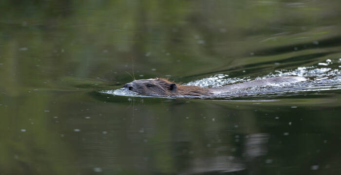 Castor d'Europe