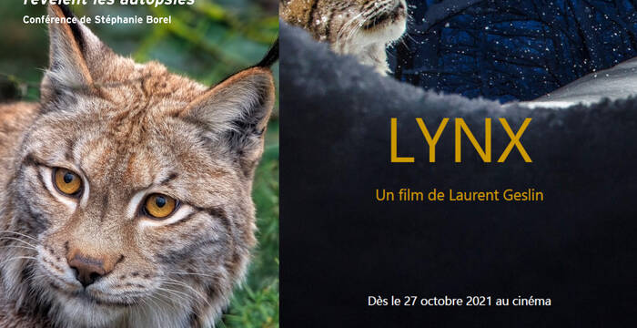 conference et film lynx