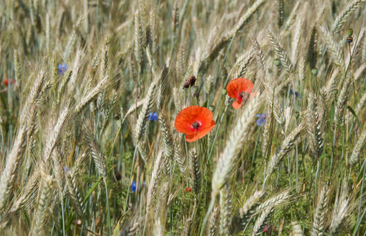 messicoles_esp_cultivees© Anne-Claude Plumettaz