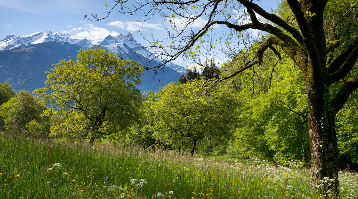 Réserve naturelle «Les prairies fleuries d'Antagnes» | Pro Natura