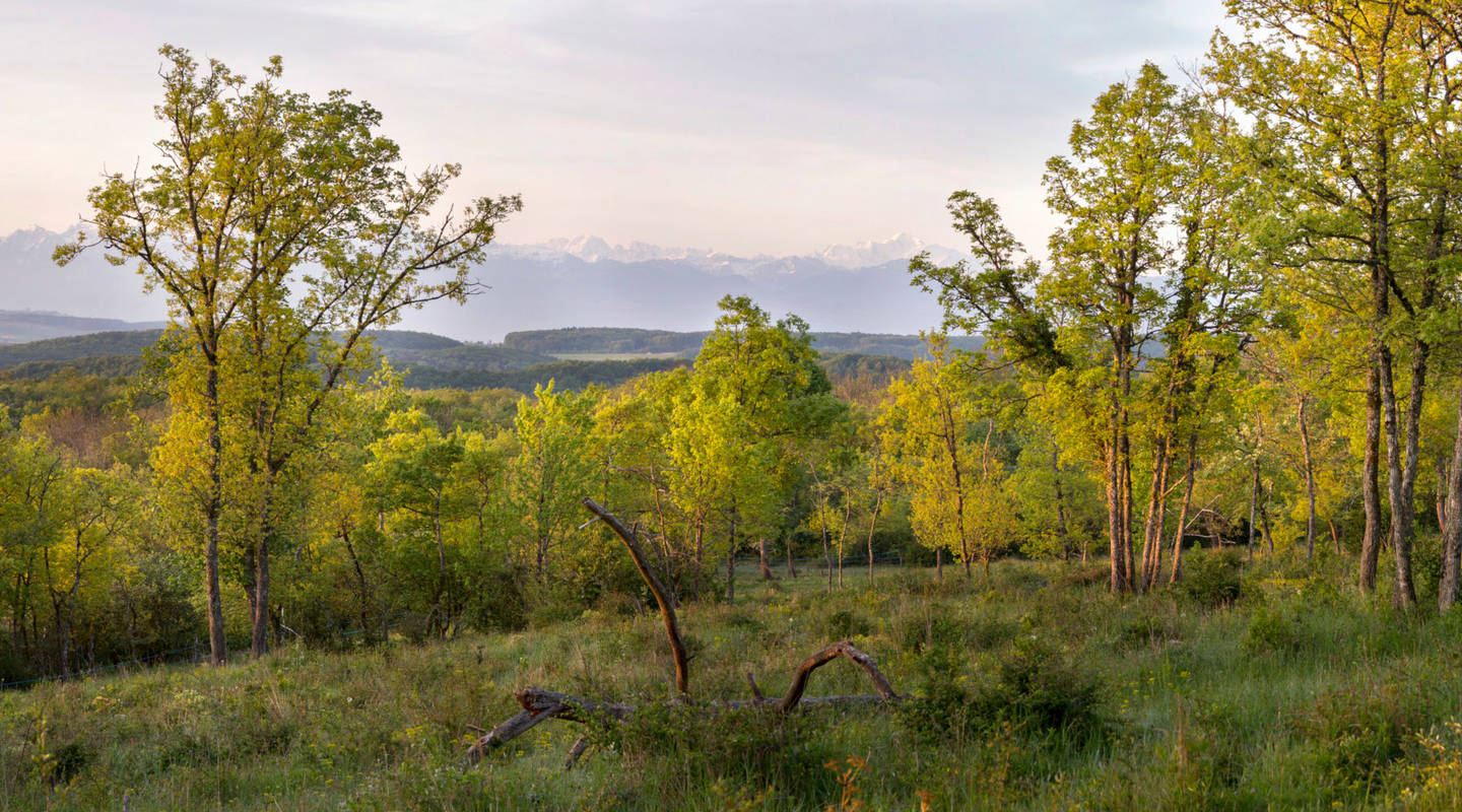 Réserve naturelle «Le Bois de Chêne d'Echilly» | Pro Natura