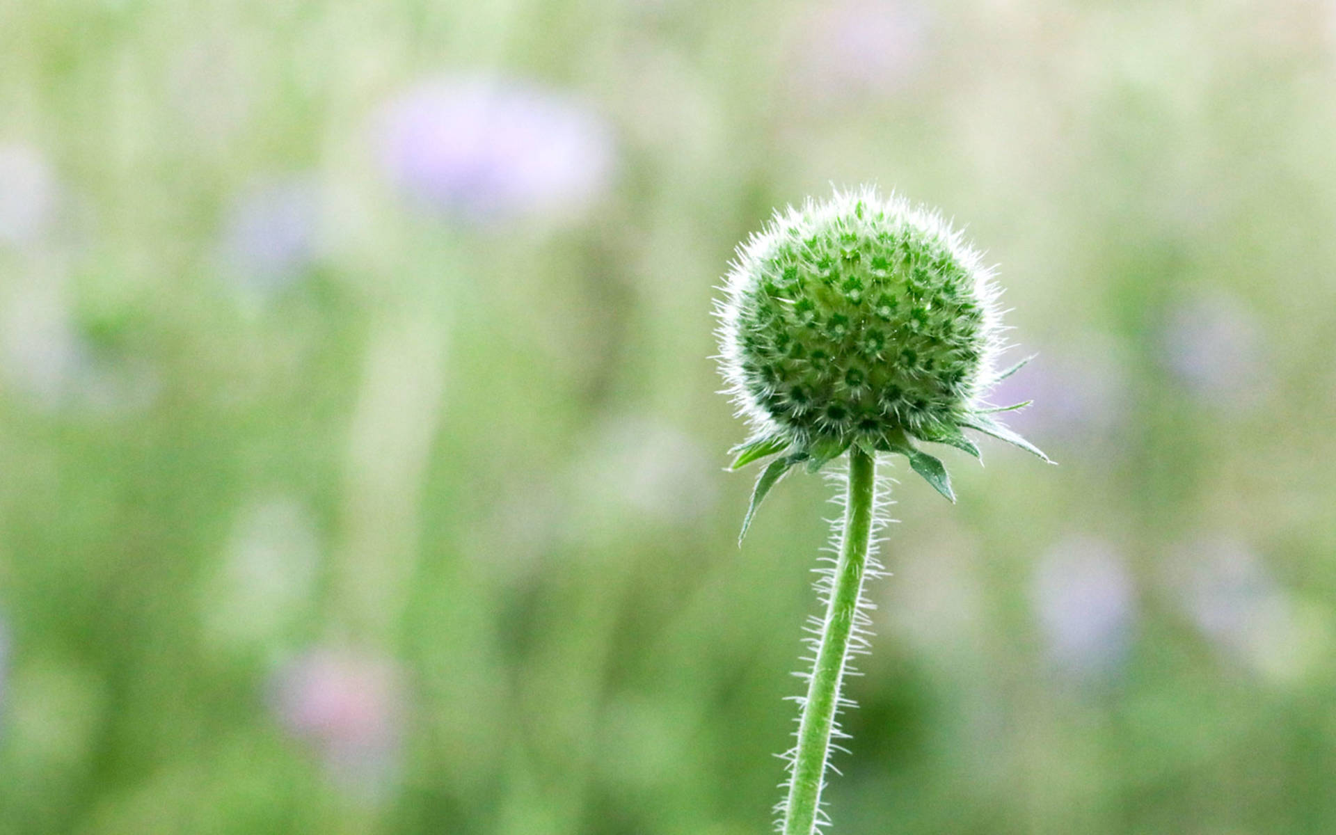 Bouton de coquelicot © Pro Natura