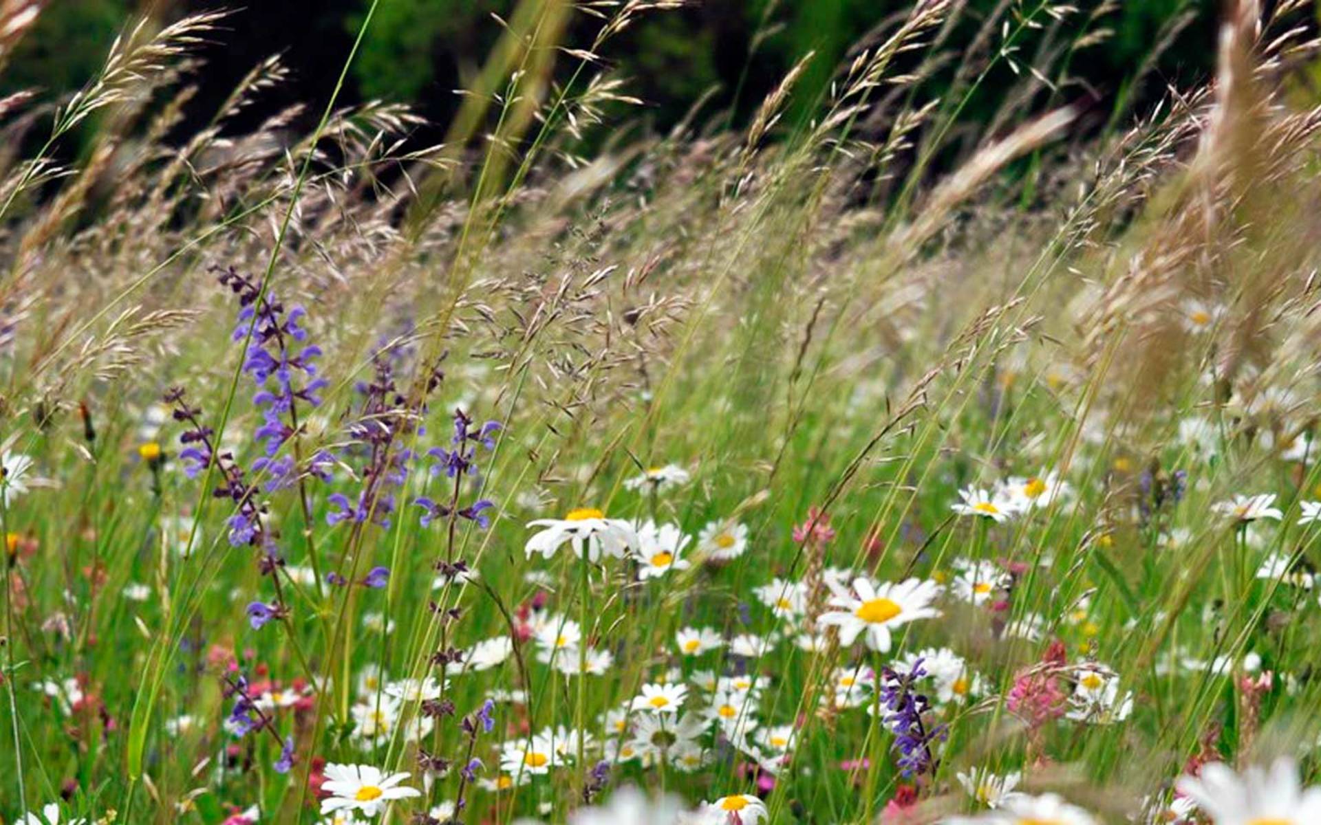 Prairie fleurie © Pro Natura
