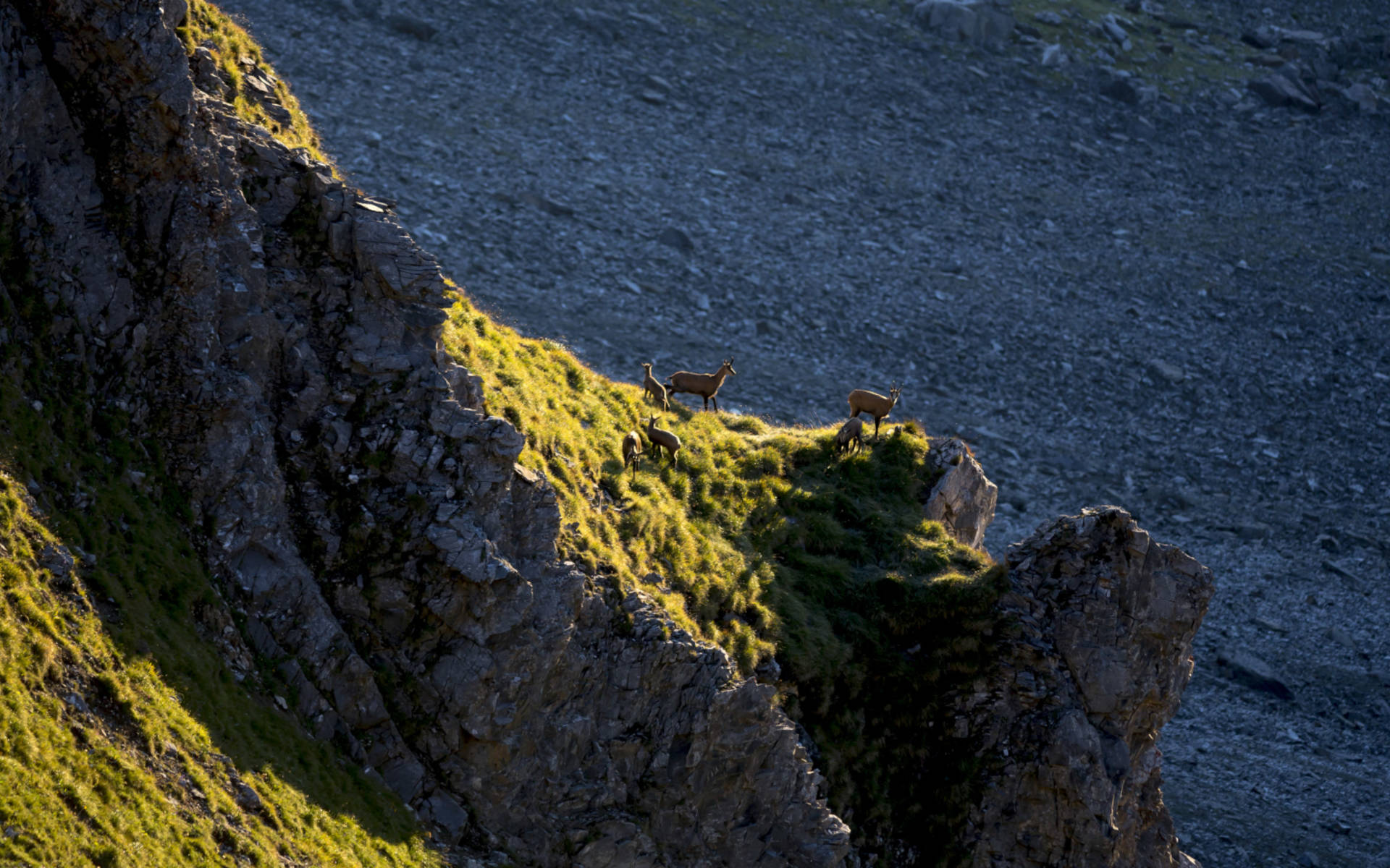 chamois © Benoît Renevey