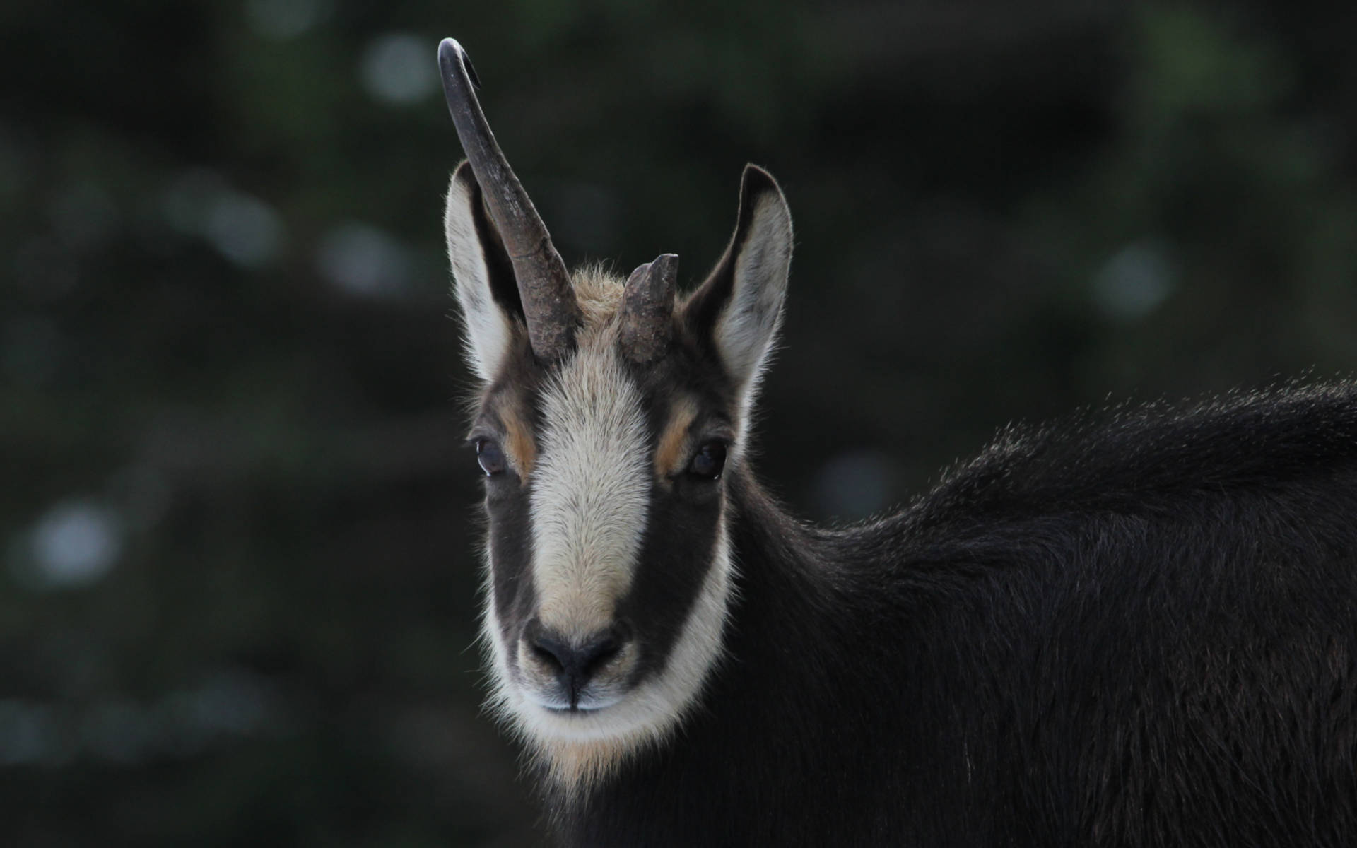 Pro Natura _ Chamois _Elise Blatti
