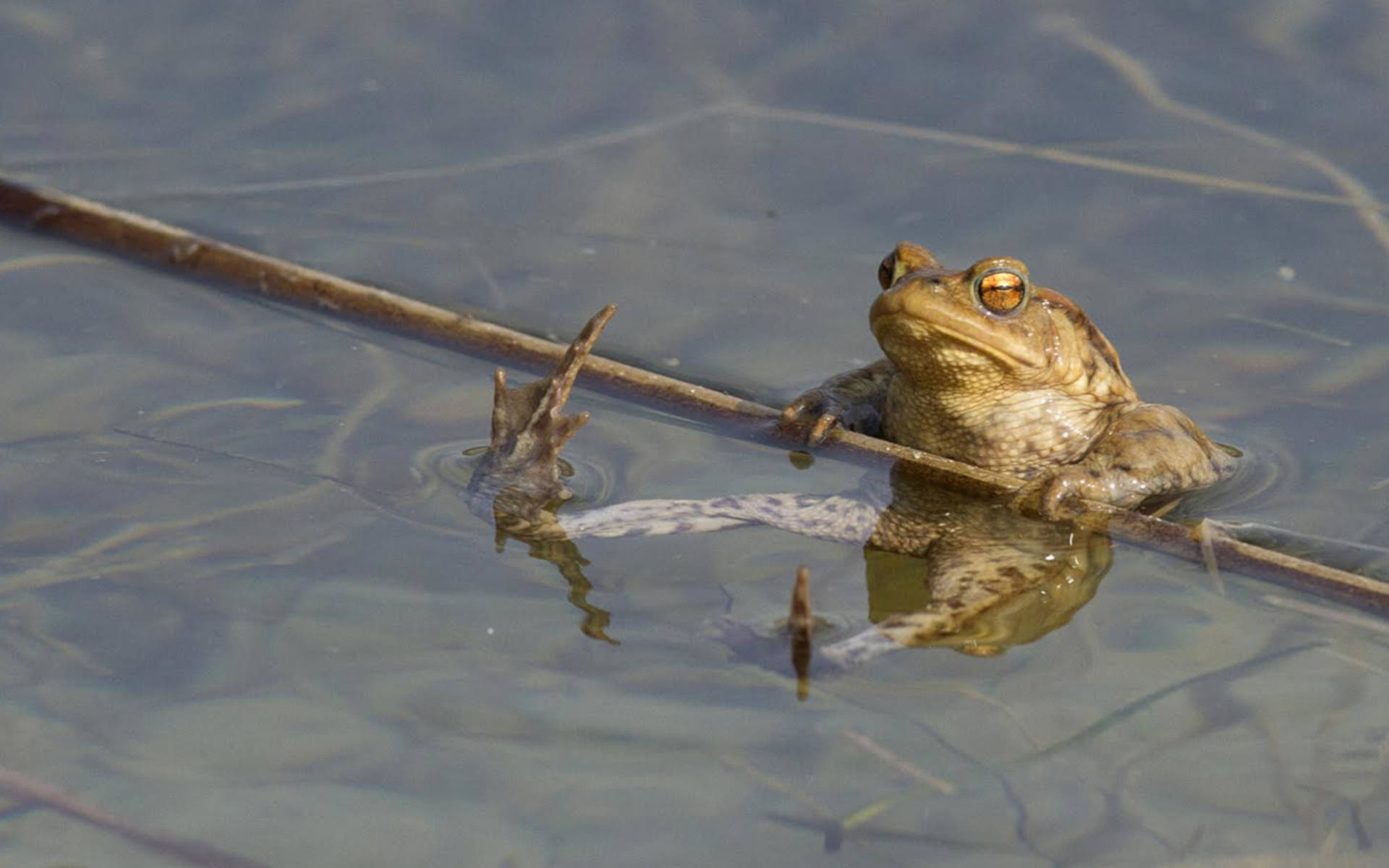 Crapaud commun (Bufo bufo)© Olivier Jean-Petit-Matile 