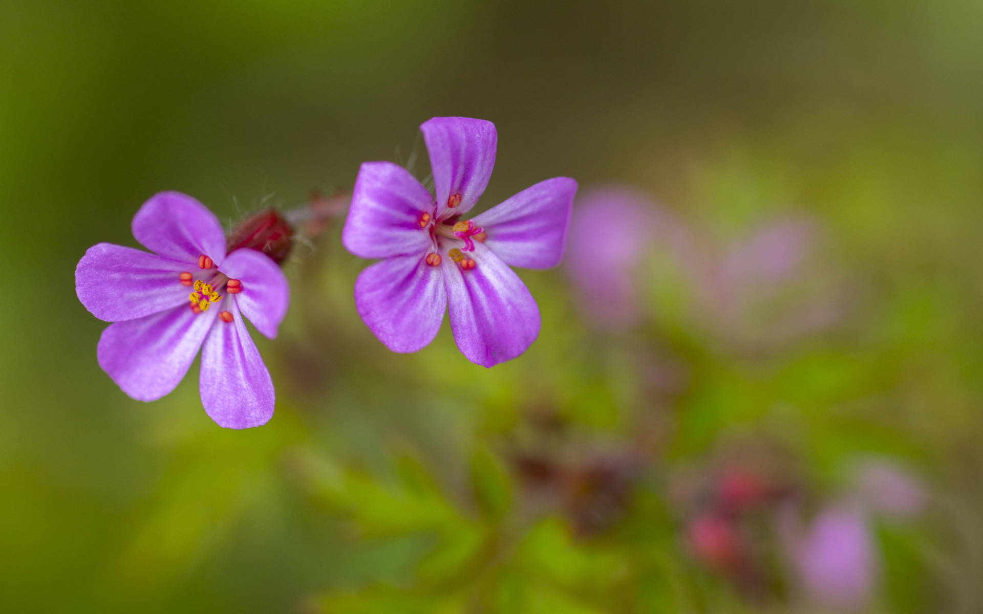 Fleur © Benoît Renevey
