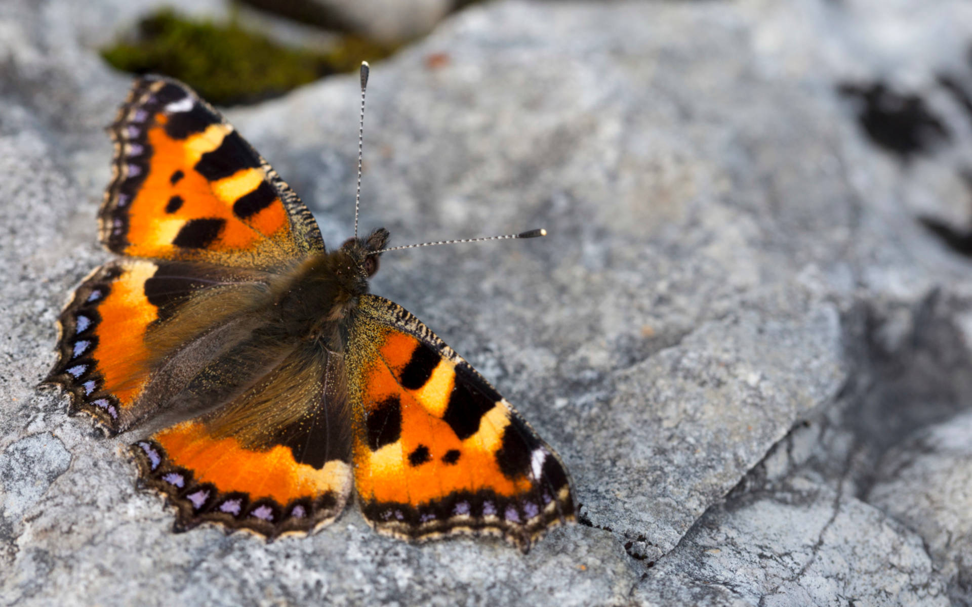 papillon © Benoît Renevey